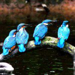 Kingfishers by Tim White