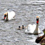 Mute Swans by Sue Smith