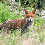 Fox by Sue Smith