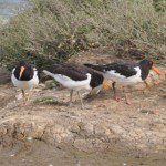 Oyster Catcher family