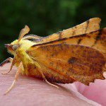 Canary-shouldered Thorn Moth