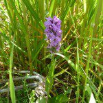 Southern Marsh Orchid at Lower Bruckland