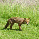 Young Fox at Lower Bruckland