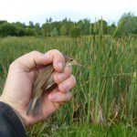 Reed Warbler at Lower Bruckland